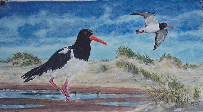 Oyster Catcher